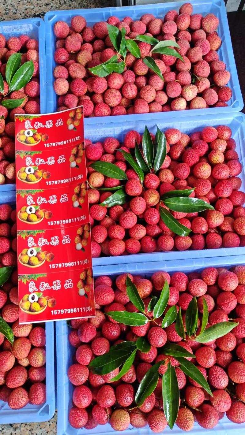 良弘果品今晚继续到顶级精品白糖罂和妃子笑荔枝，行情虽乱品质依旧