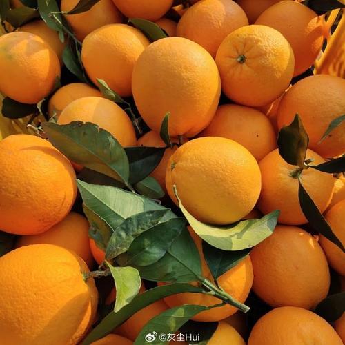 辉达果品 以品质果品赢市场的产业发展样本